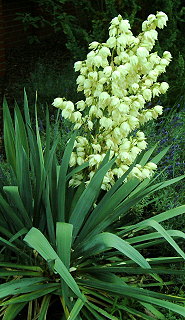 Yucca filamentosa - Fädige Palmlilie
