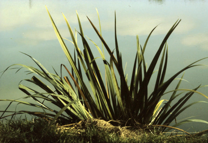 Acorus calamus