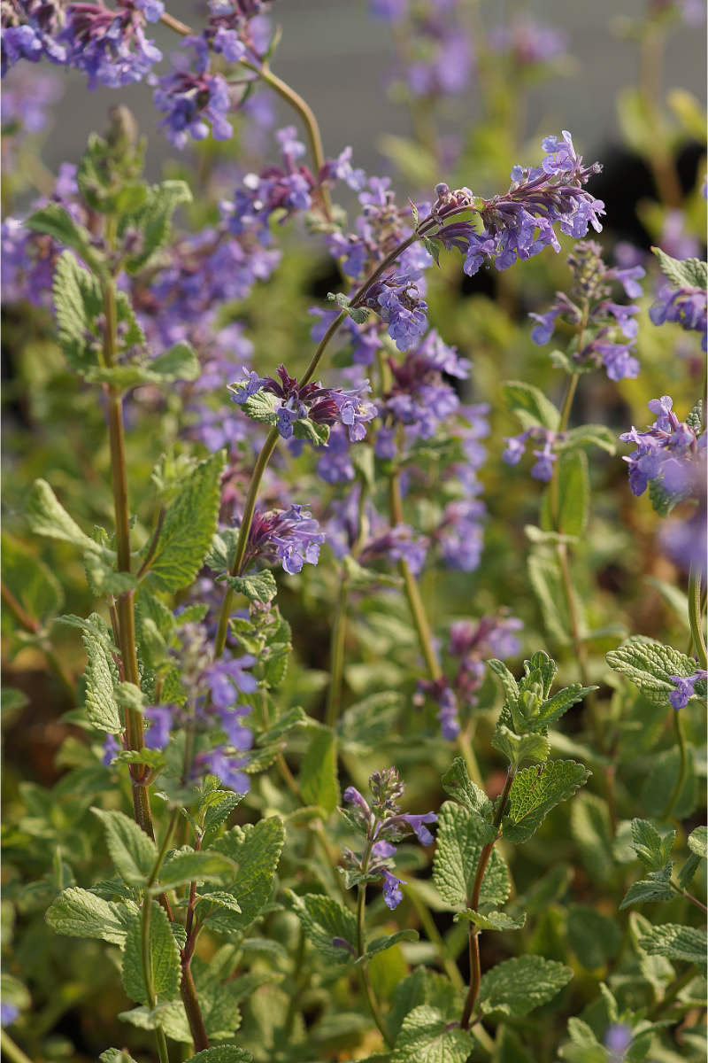 Nepeta grandiflora 'Zinser's Giant'