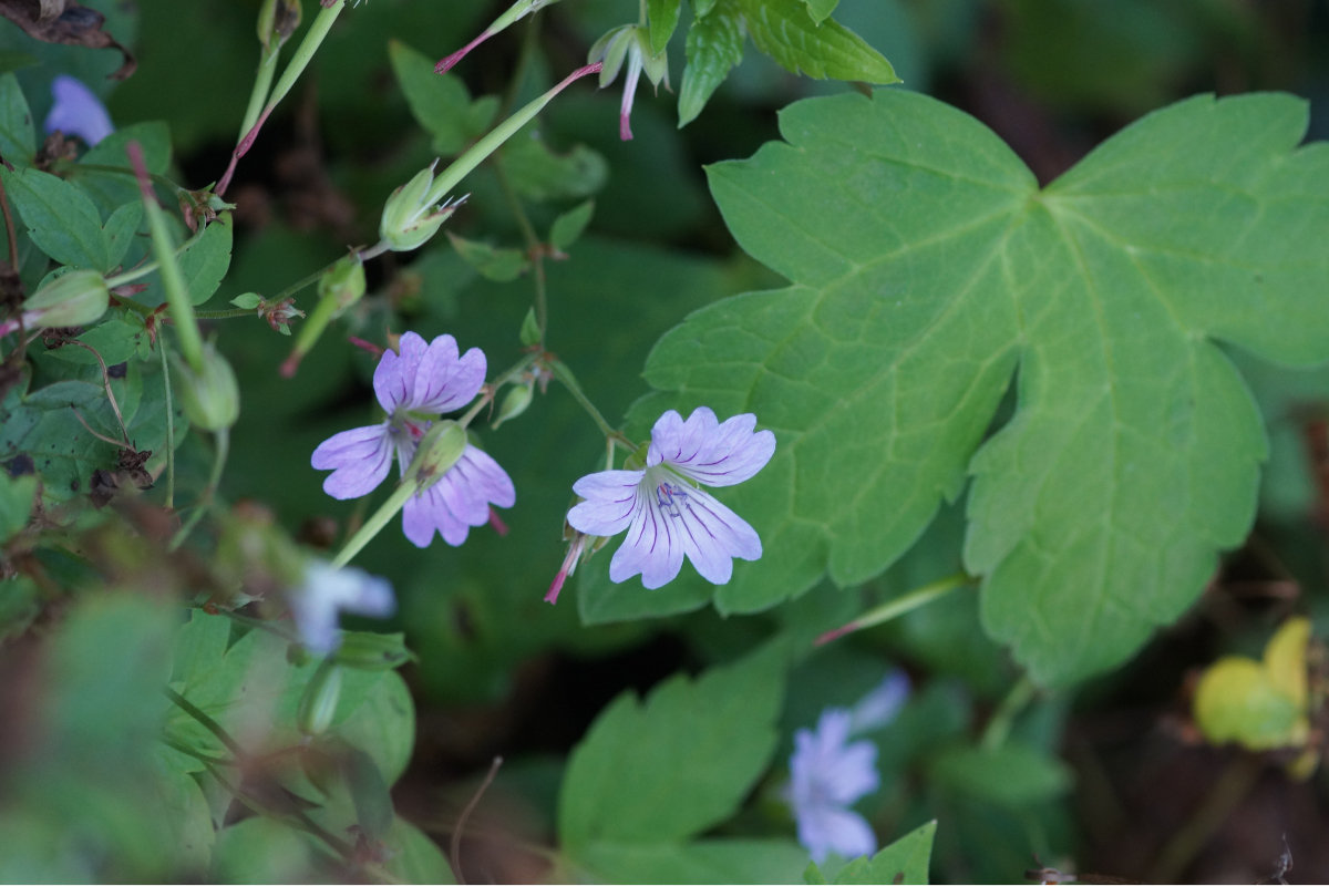 Geranium nodosum - Knotiger Bergwald-Storchschnabel