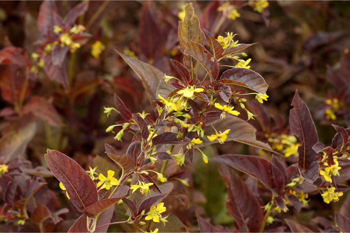Lysimachia cilliata 'Firecracker' - Felberich