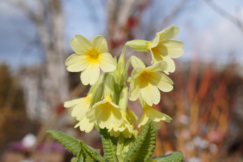 Primula elatior (Wildform)