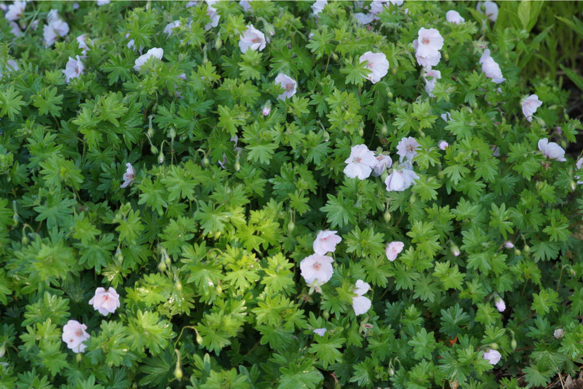 Geranium sanguineum 'Apfelblüte'