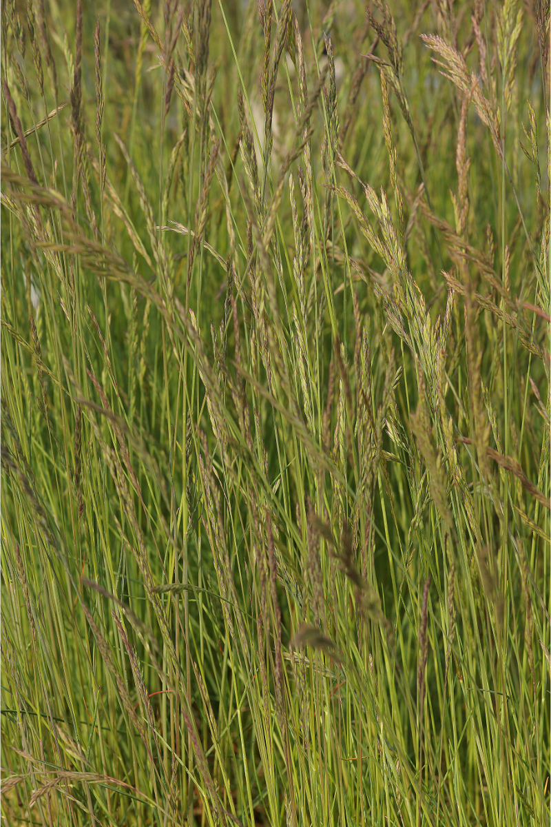 Festuca ovina - Schafschwingel