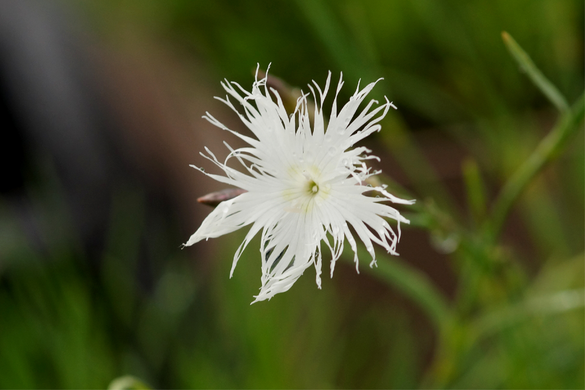 Dianthus arenarius