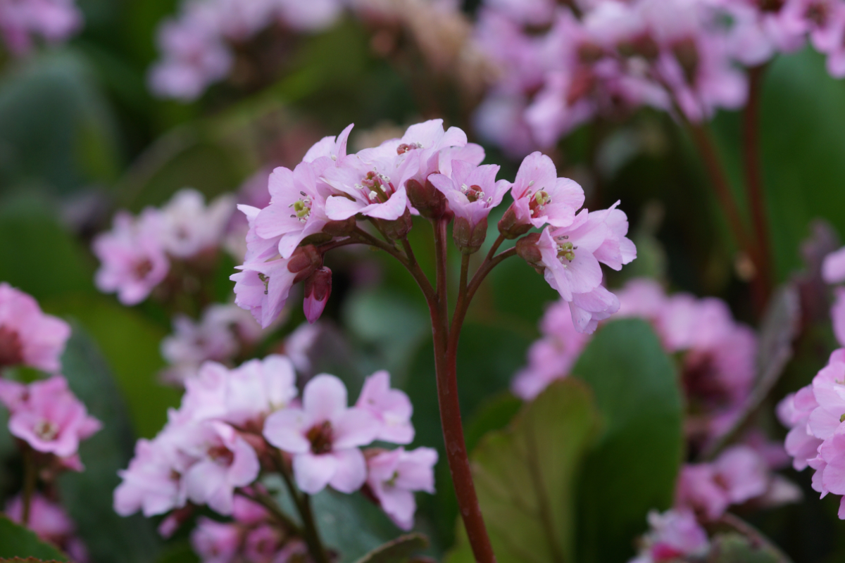 Bergenia Hybride 'Rosi Klose' - Bergenie