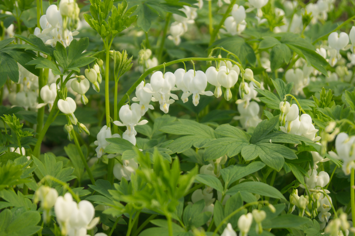 Dicentra spectabilis 'Alba' - Herzblume, Tränendes Herz