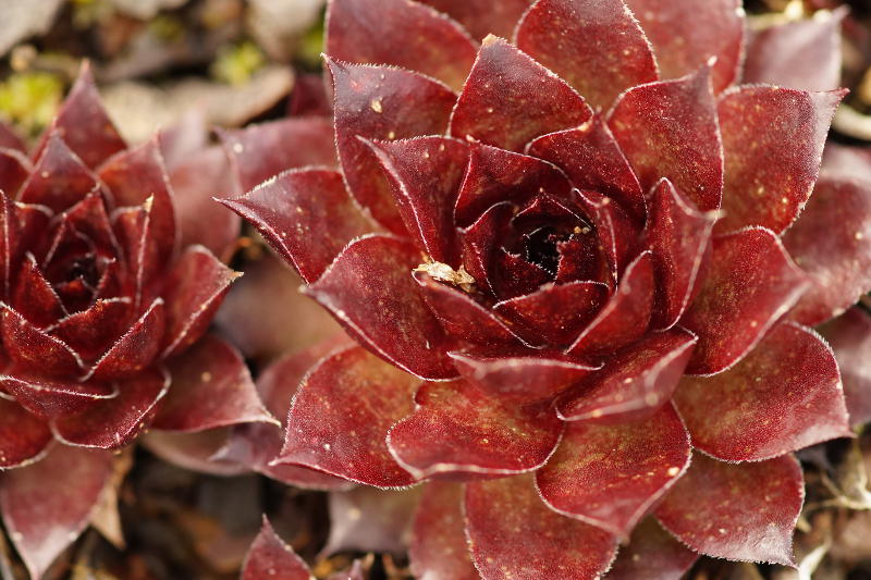 Sempervivum Tectorum-Hybr. 'Noir'