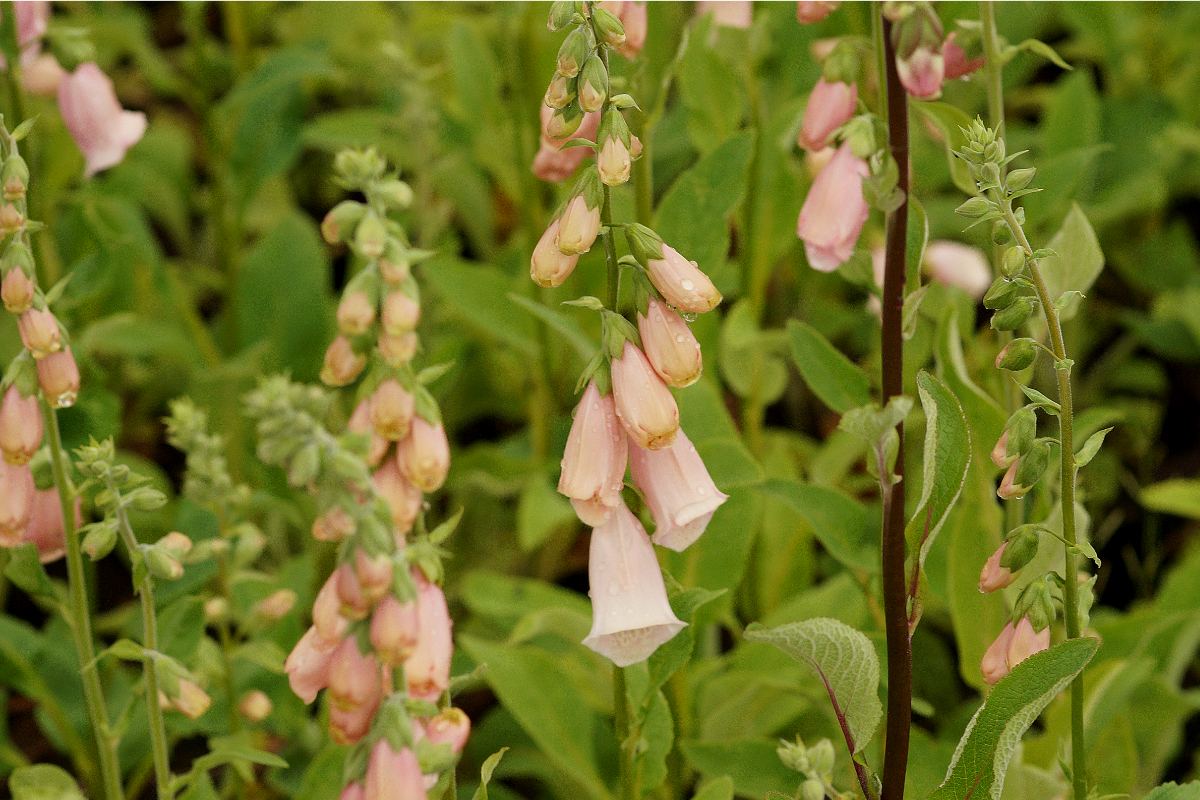 Digitalis purpurea 'Apricot'