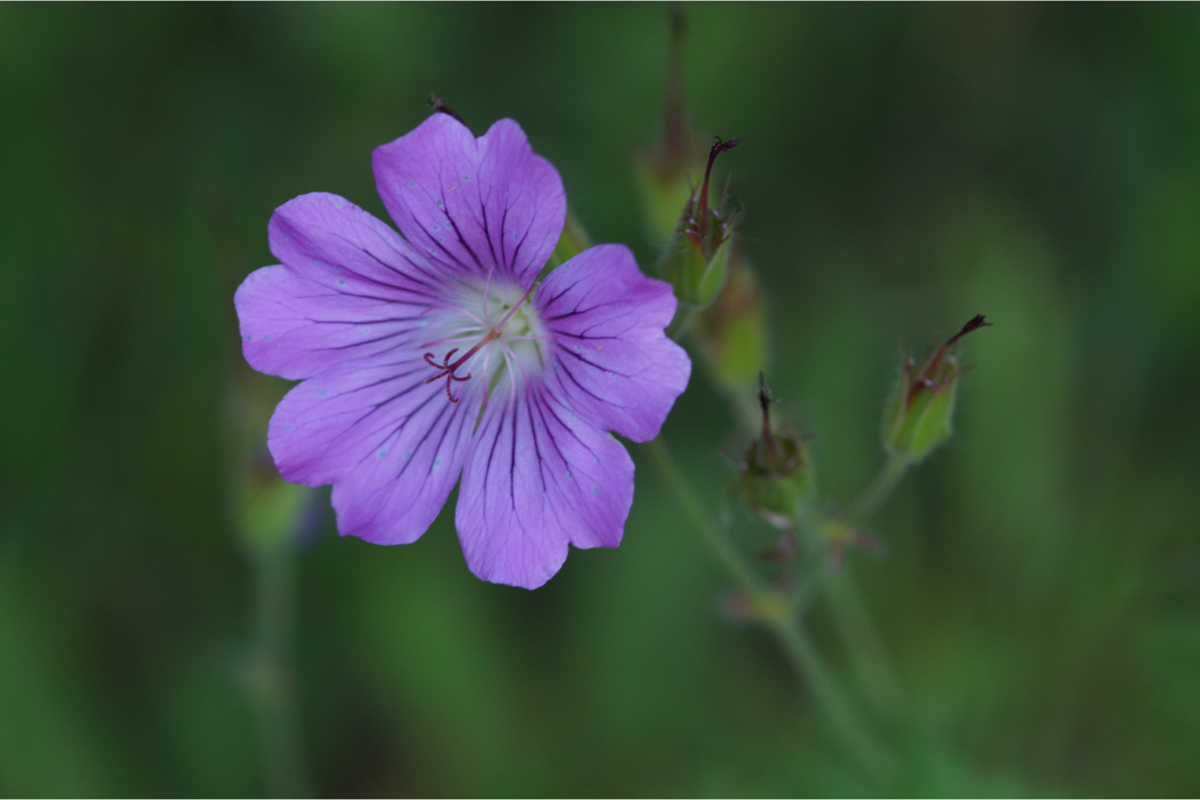 Geranium Gracile-Hybr. 'Sirak'