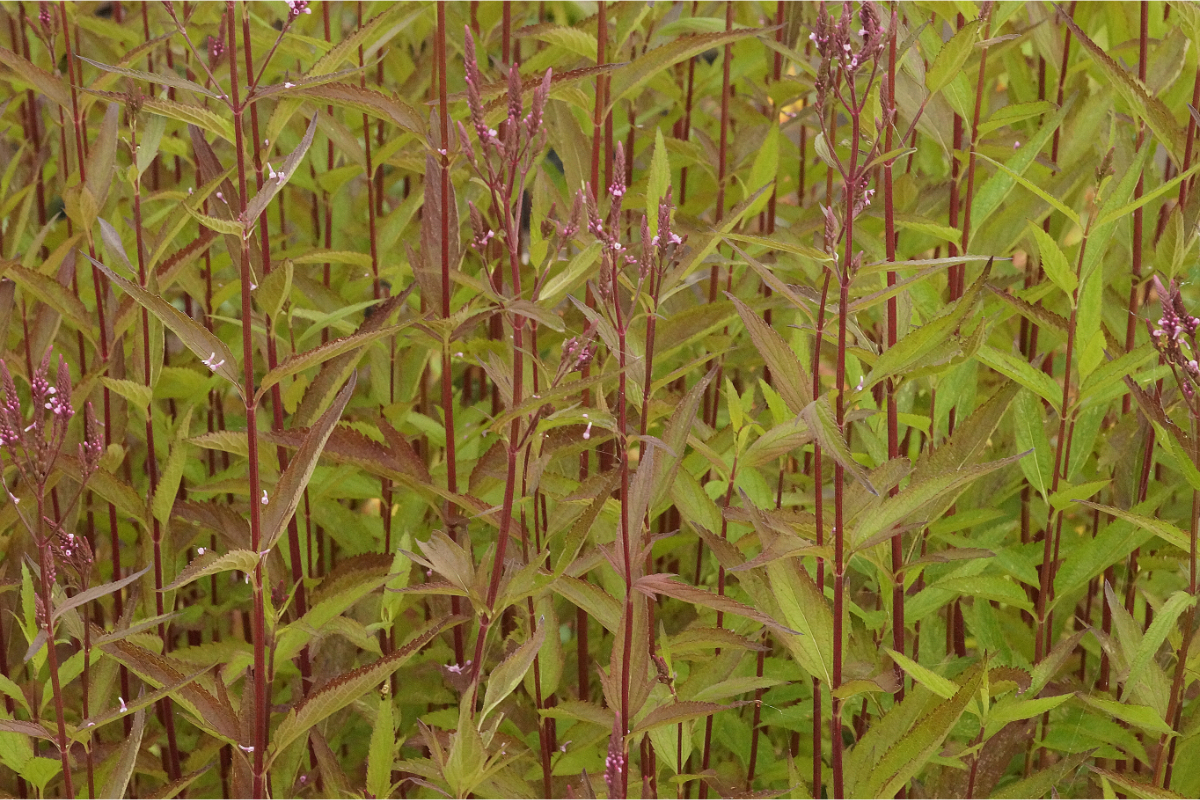 Verbena hastata 'Rosea'