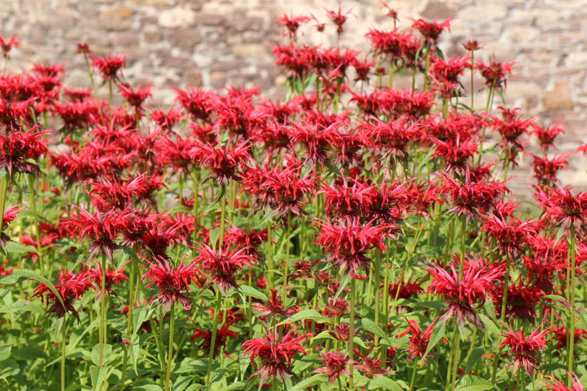 Monarda Fistulosa-Hybr. 'Gardenview Scarlet'