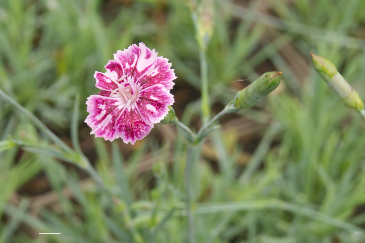Dianthus gratianopolitanus 'Jane Austen' - Pfingstnelke