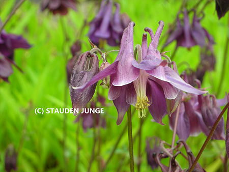 Aquilegia atrata