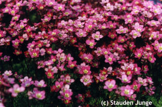 Saxifraga Arendsii-Hybr. 'Ingeborg'