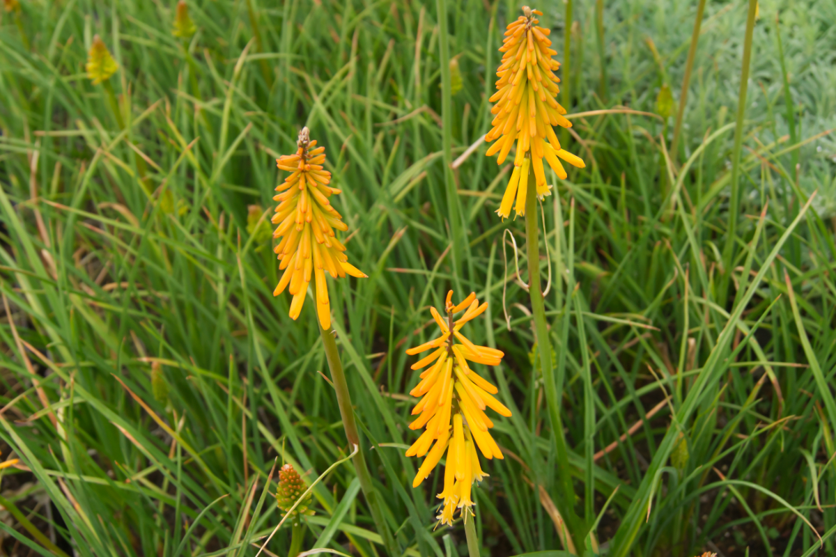 Kniphofia 'Mango Popsicle' (R) - Fackellilie
