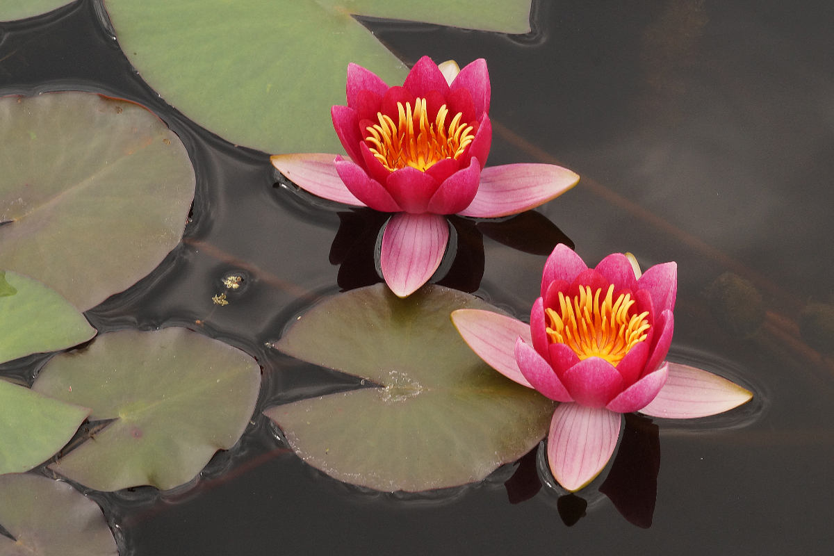Nymphaea Hybride 'Froebeli' - Seerose