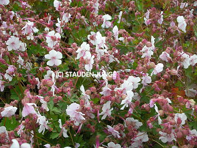 Geranium x cantabrigiense 'Harz'