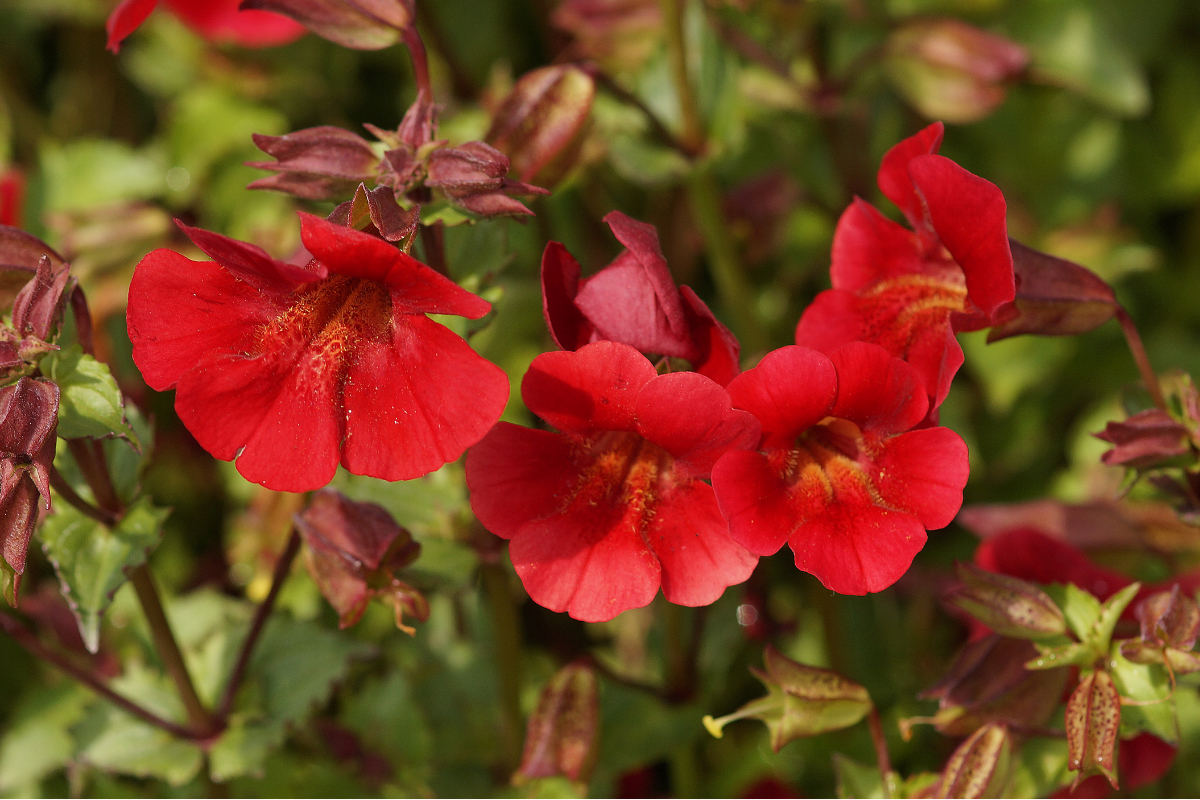 Mimulus cupreus 'Roter Kaiser' - Scharlachrote Gauklerblume