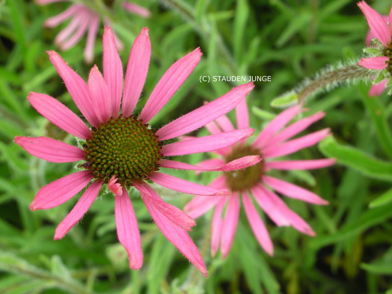 Echinacea tennesseensis 'Rocky Top Hybriden' - Sonnenhut