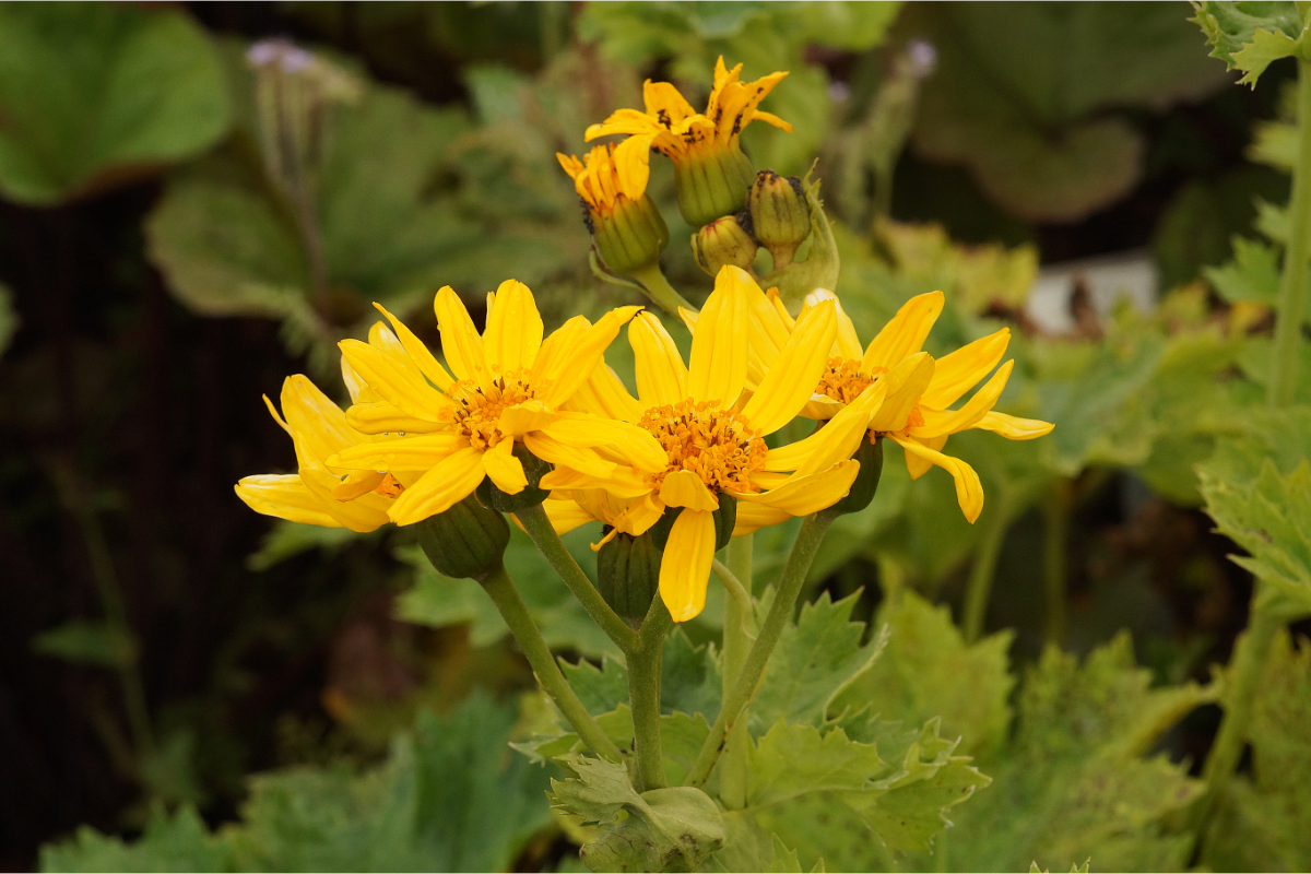 Ligularia x palmatiloba