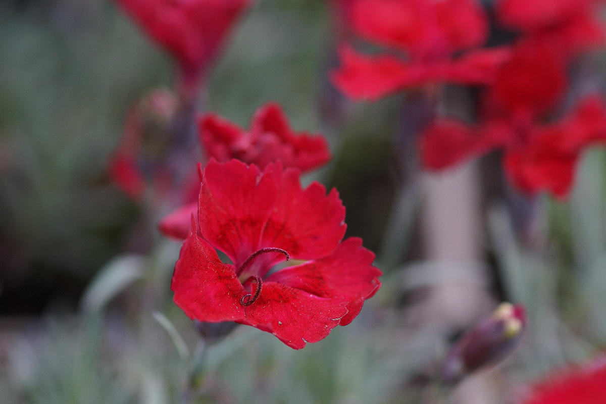 Dianthus Gratianopolitanus-Hybr. 'Rubin'