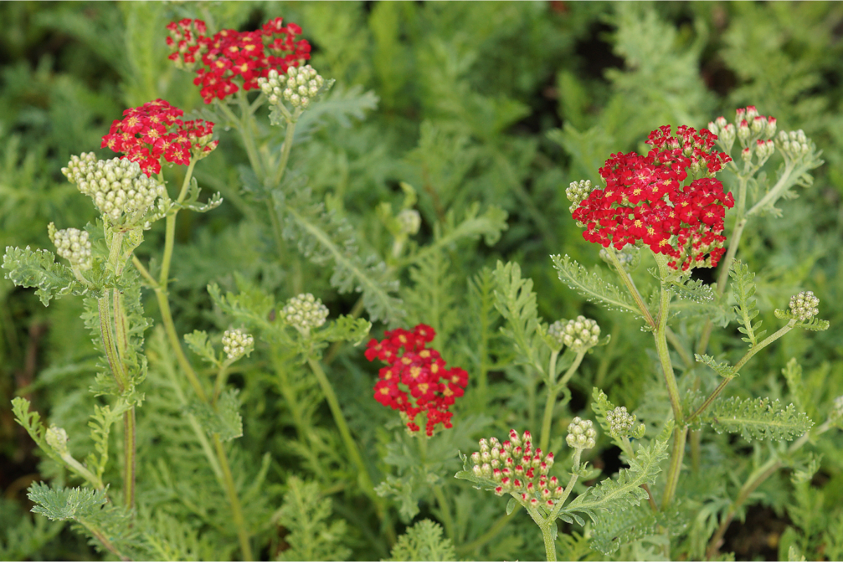 Achillea Millefolium-Hybr. 'Paprika'