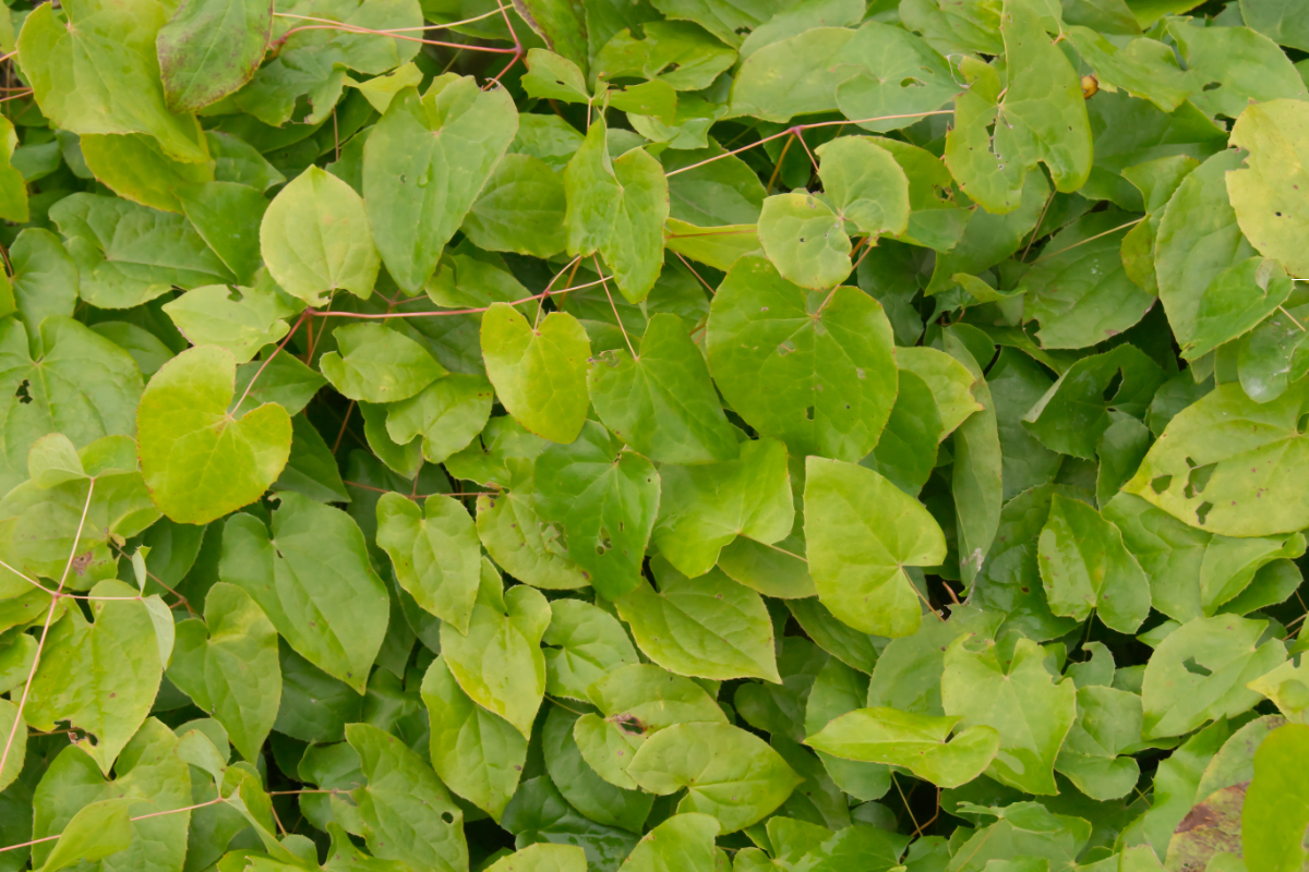 Epimedium x warleyense 'Orange Königin'