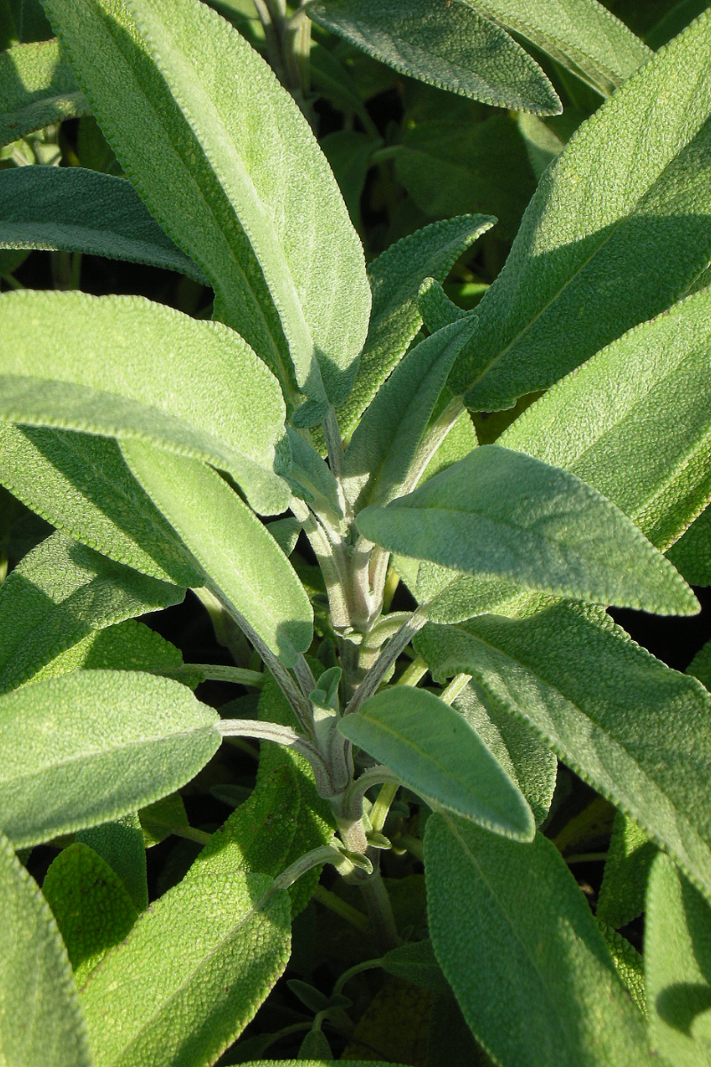 Salvia officinalis
