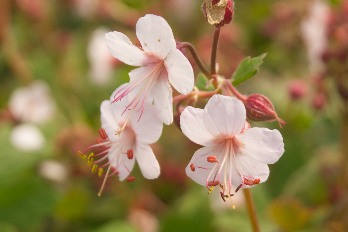 Geranium macrorrhizum 'Geranimo White' (R)