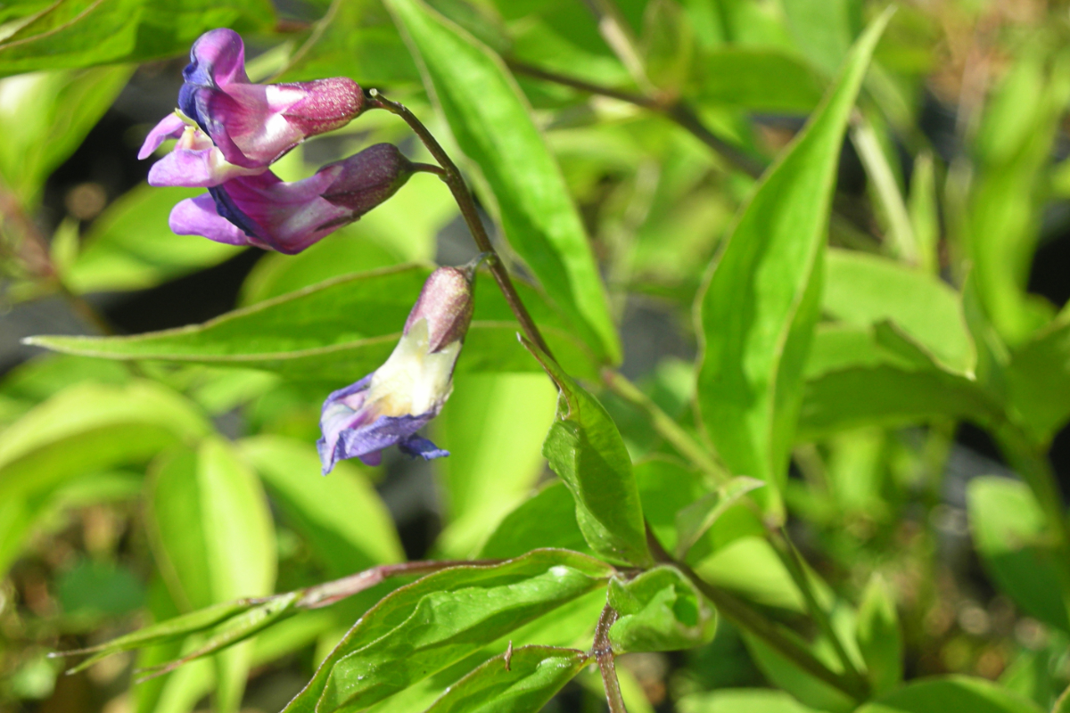 Lathyrus vernus