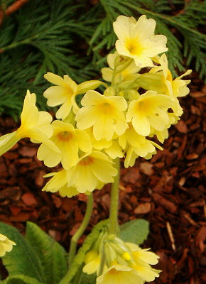 Primula elatior (Wildform)
