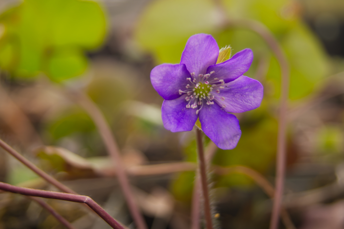 Hepatica nobilis