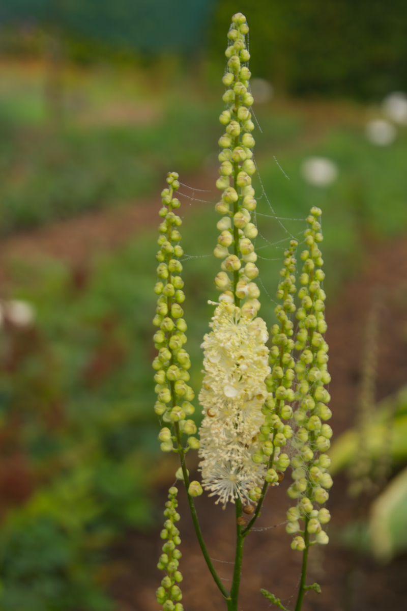 Cimicifuga (Actaea) racemosa var. cordifolia