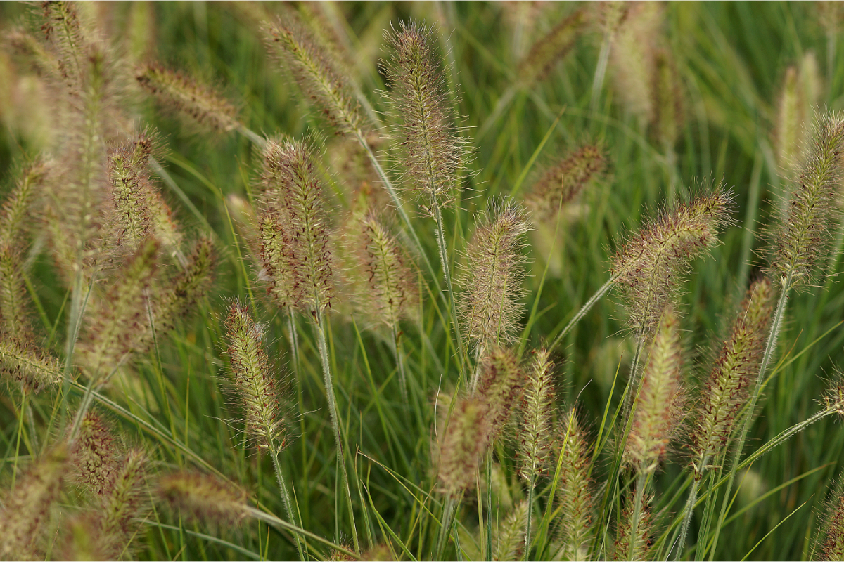 Pennisetum alopecuroides 'Hameln' - Lampenputzergras