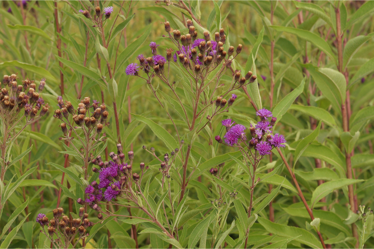 Vernonia crinita 'Mammuth'