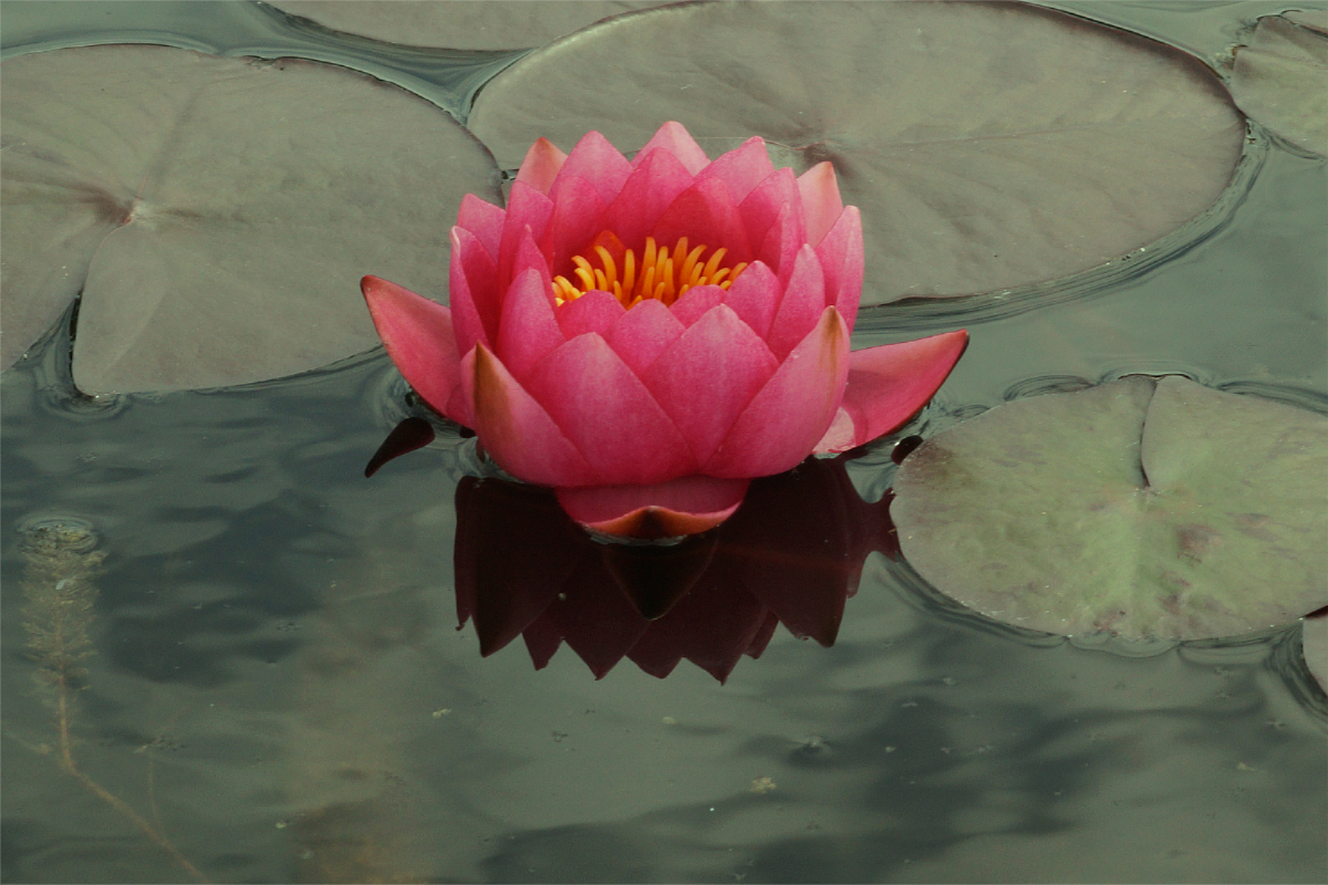 Nymphaea Hybride 'James Brydon'