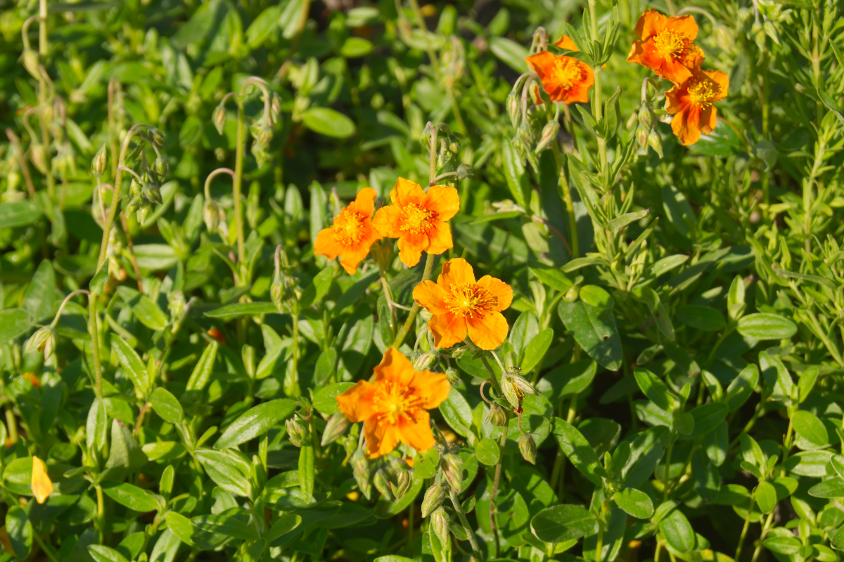 Helianthemum Hybride 'Bronzeteppich'