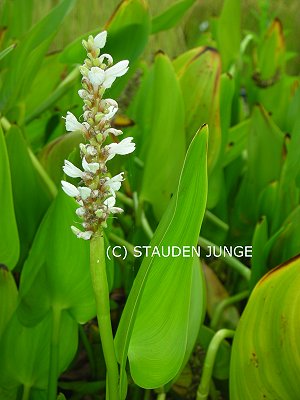 Pontederia cordata 'Alba' - Hechtkraut