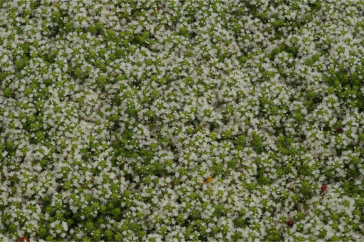 Thymus serpyllum 'Albus' - Feldthymian, Sandthymian