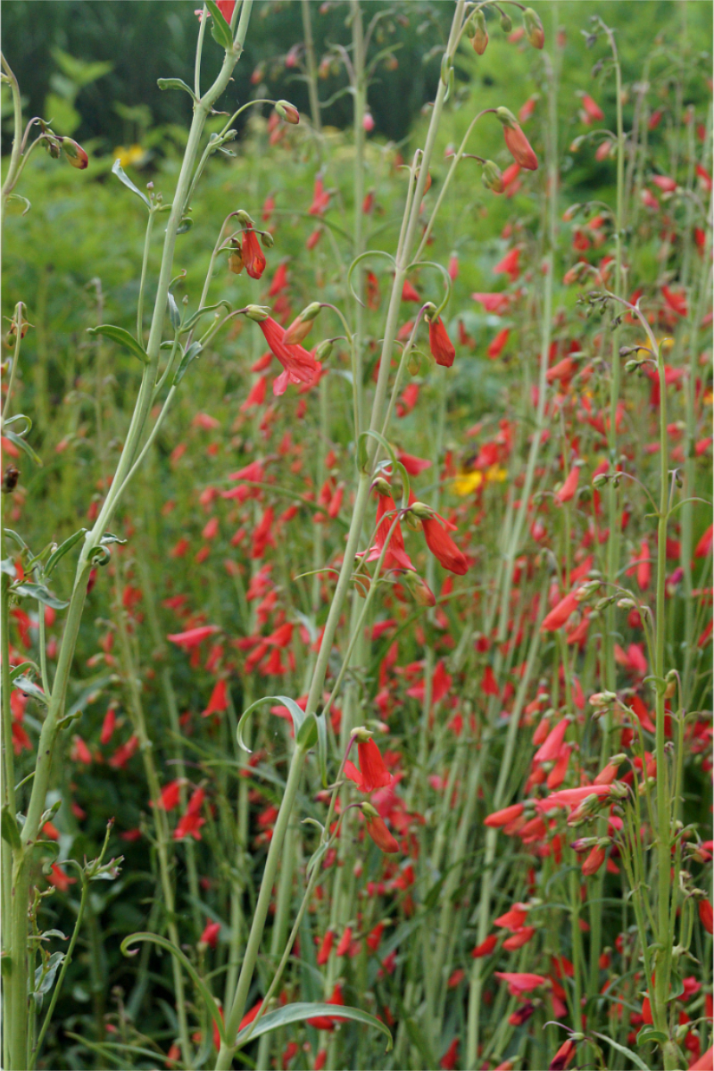 Penstemon barbatus 'Coccineus'