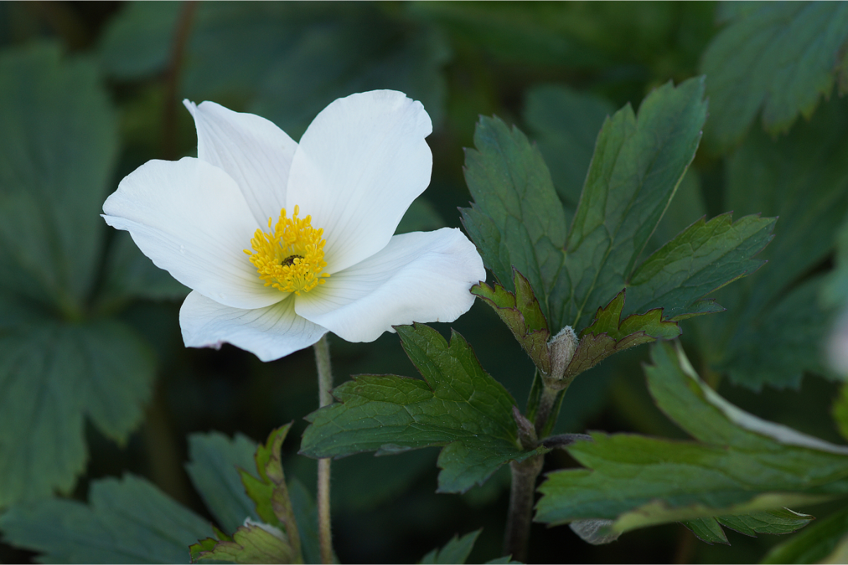 Anemone Hybride 'Wild Swan' (R) - Gartenanemone