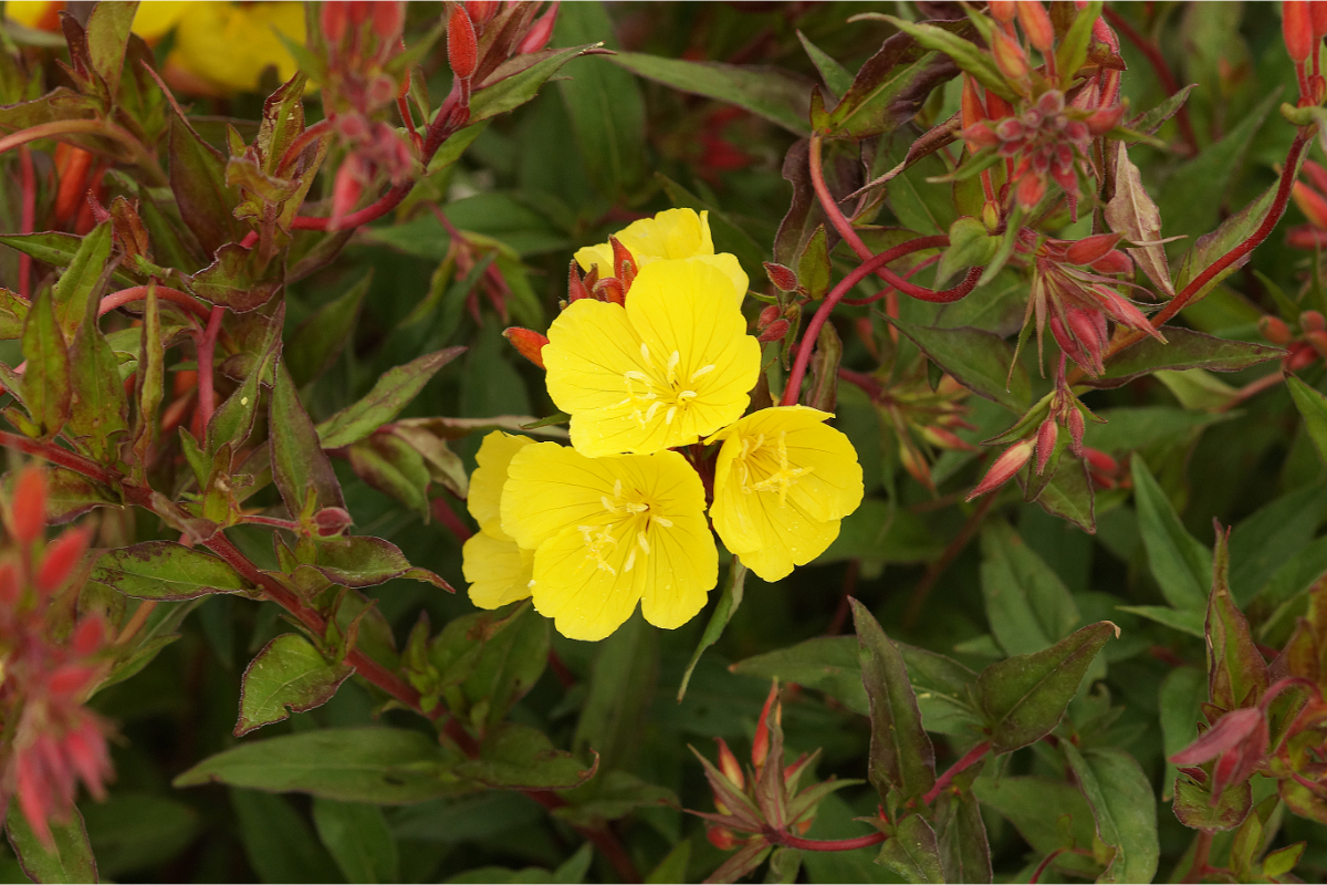 Oenothera fruticosa (tetragona) 'Erika Robin' - Nachtkerze