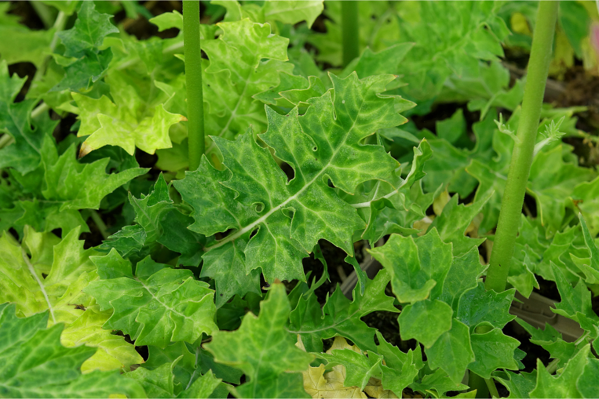 Acanthus hungaricus (balcanicus, longifolius)