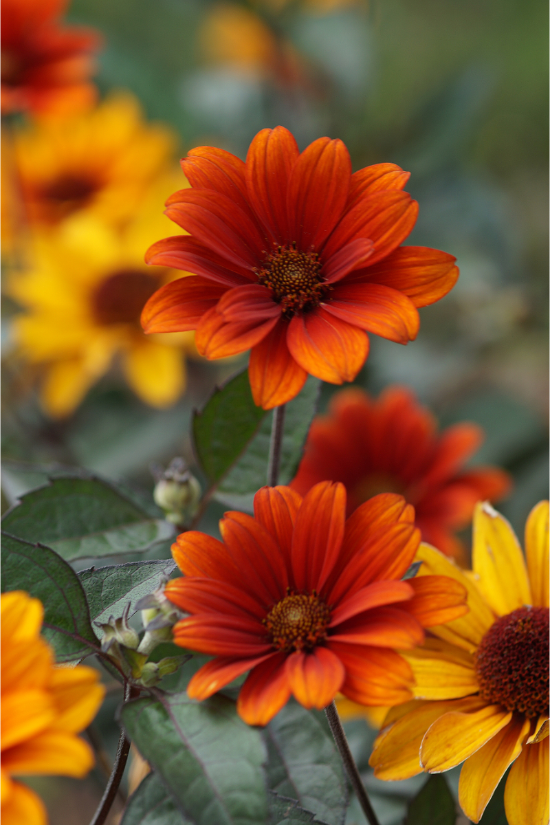 Heliopsis scabra 'Bleeding Hearts'