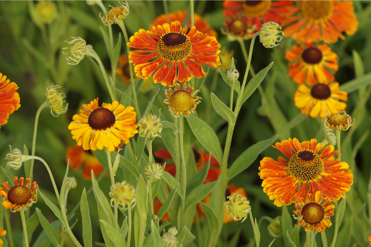 Helenium Hybride 'Waltraud'