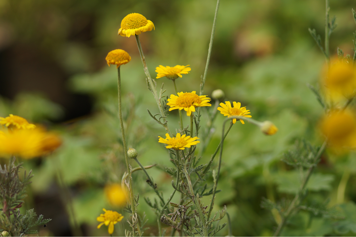 Anthemis tinctoria - Färberkamille