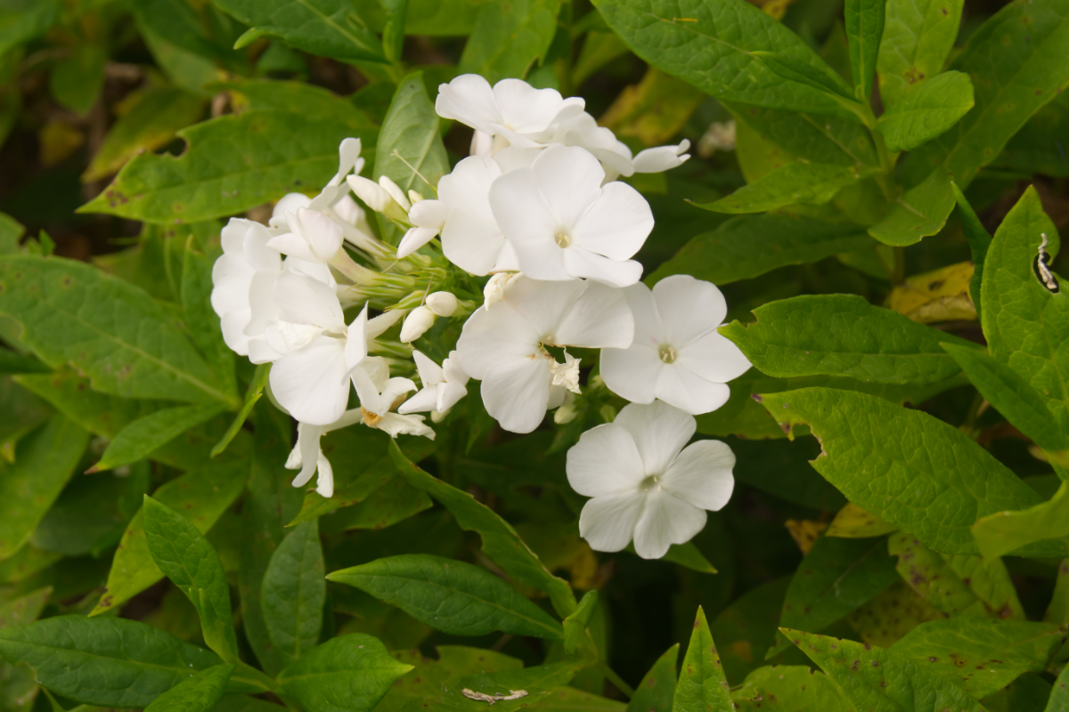 Phlox Paniculata-Hybr. 'Waupee' (ehemals amplifolia)