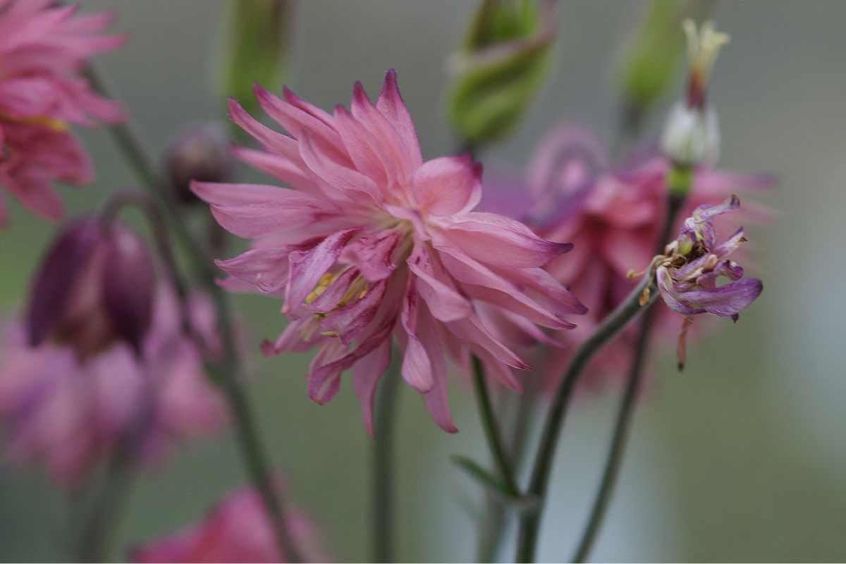 Aquilegia vulgaris plena 'Rose Barlow'
