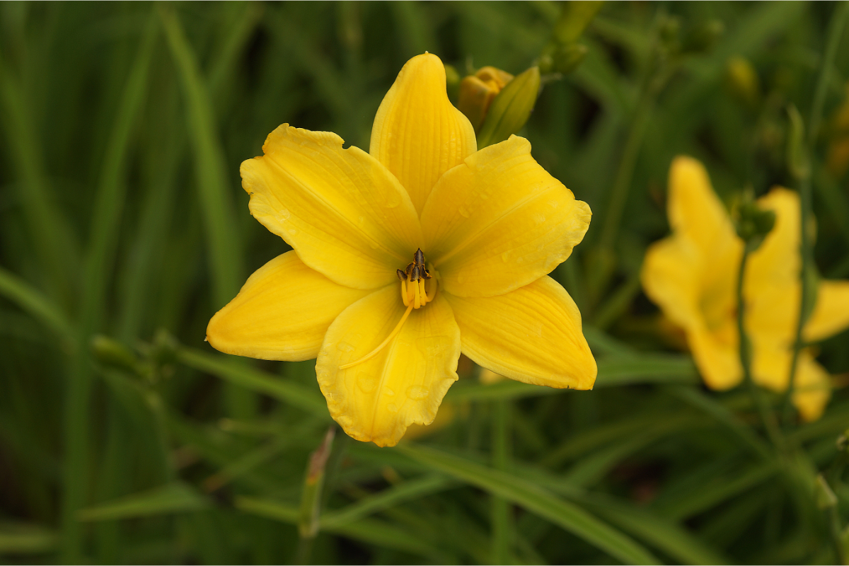 Hemerocallis Hybride 'Jake Russel' - Taglilie